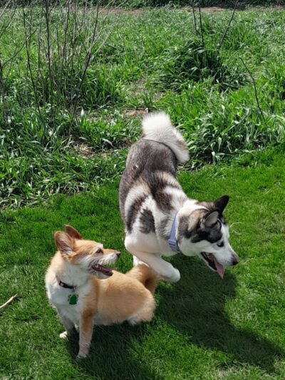 Hammel Woods Dog Park - Shorewood, IL