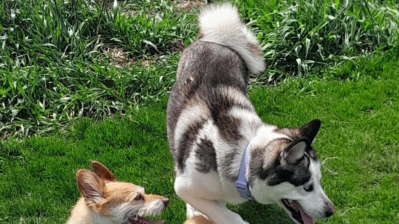 Hammel Woods Dog Park - Shorewood, IL