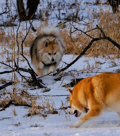 Hammel Woods Dog Park - Shorewood, IL