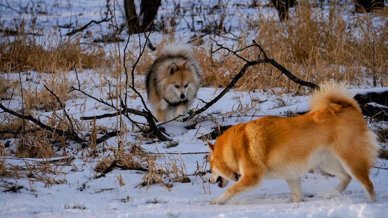 Hammel Woods Dog Park - Shorewood, IL