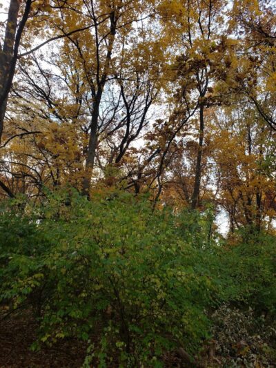 Hammel Woods Dog Park - Shorewood, IL