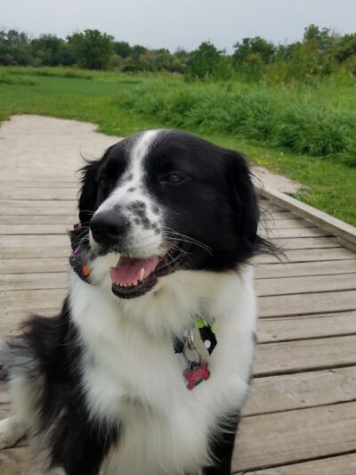 Hammel Woods Dog Park - Shorewood, IL
