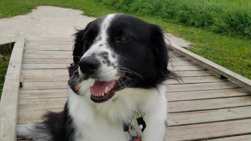 Hammel Woods Dog Park - Shorewood, IL