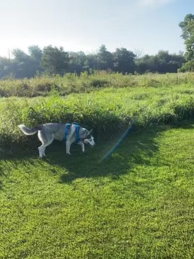 Hammel Woods Dog Park - Shorewood, IL