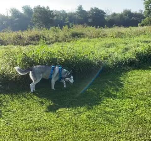 Hammel Woods Dog Park - Shorewood, IL