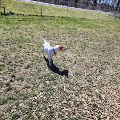 Water Street Dog Park - Shortsville, NY