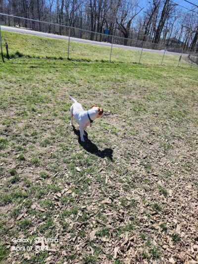 Water Street Dog Park - Shortsville, NY
