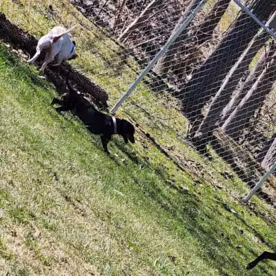 Water Street Dog Park - Shortsville, NY