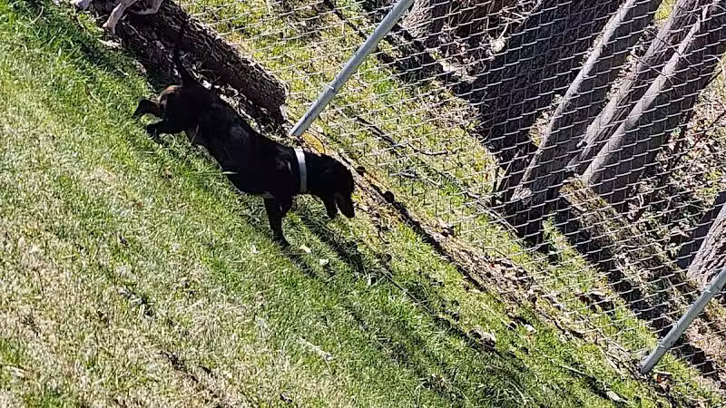 Water Street Dog Park - Shortsville, NY