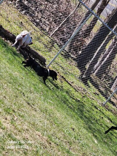 Water Street Dog Park - Shortsville, NY