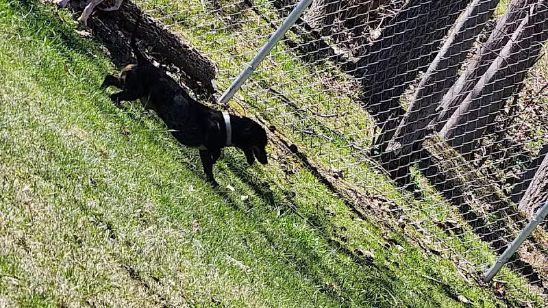 Water Street Dog Park - Shortsville, NY