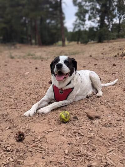 Show Low City Dog Park - Show Low, AZ
