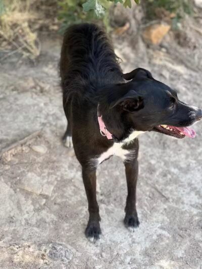 Show Low City Dog Park - Show Low, AZ