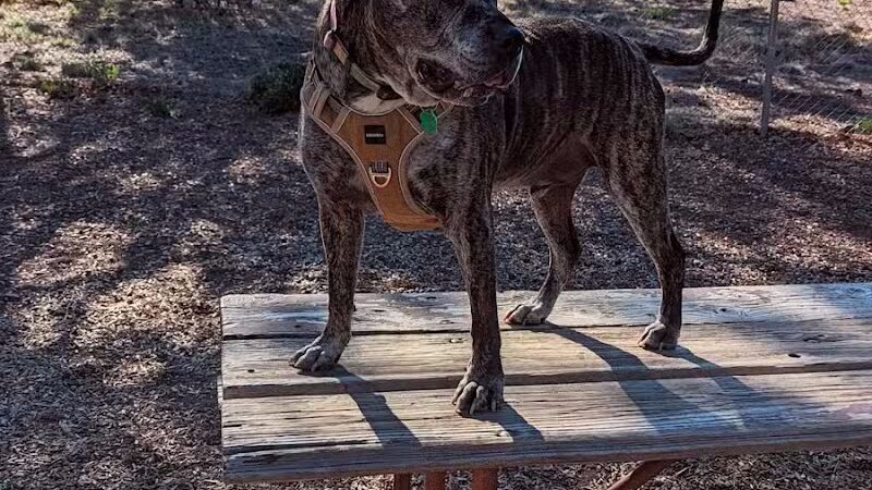 Show Low City Dog Park - Show Low, AZ