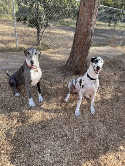 Show Low City Dog Park - Show Low, AZ