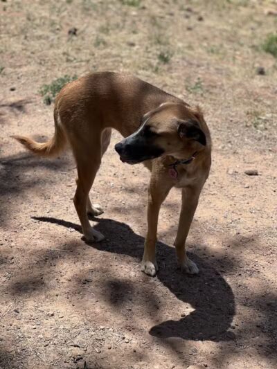Show Low City Dog Park - Show Low, AZ