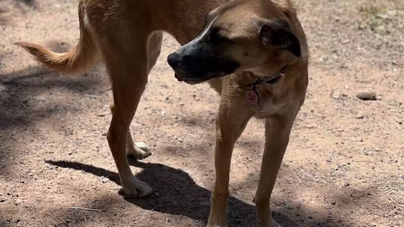 Show Low City Dog Park - Show Low, AZ