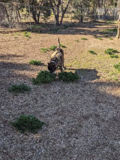 Show Low City Dog Park - Show Low, AZ