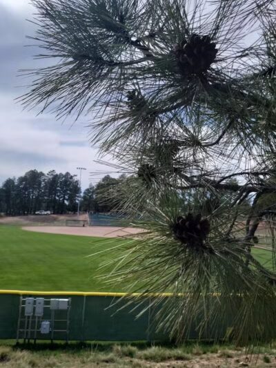 Show Low City Dog Park - Show Low, AZ