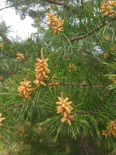 Winslow Township Frank Donio Memorial Park - Sicklerville, NJ