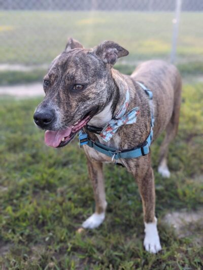 Winslow Township Ptlm. Daniel Calabrese Memorial Park - Sicklerville, NJ