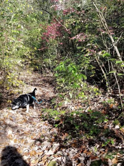 Public Park - Signal Mountain, TN