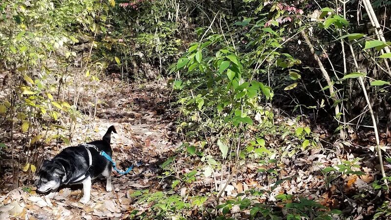 Public Park - Signal Mountain, TN