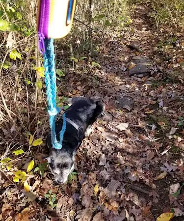 Public Park - Signal Mountain, TN