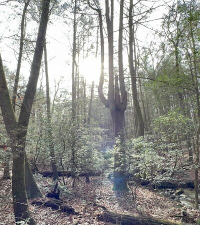 Shackleford Ridge County Park, Signal Mountain Tennessee - Signal Mountain, TN