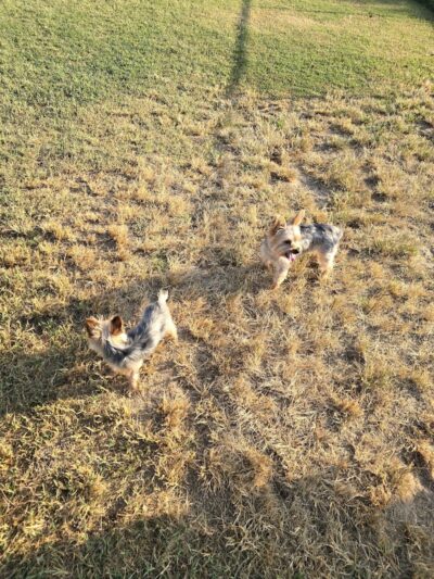 Sikeston Dog Park - Sikeston, MO