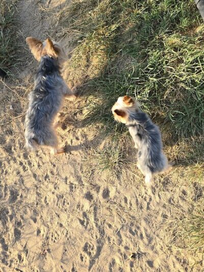 Sikeston Dog Park - Sikeston, MO