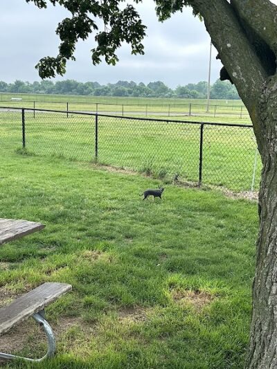 Sikeston Dog Park - Sikeston, MO