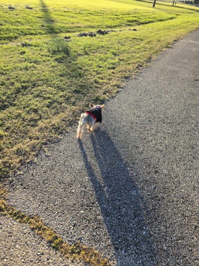 Sikeston Dog Park - Sikeston, MO