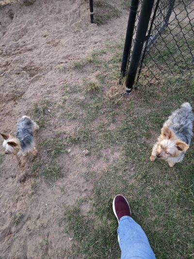 Sikeston Dog Park - Sikeston, MO