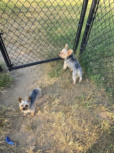 Sikeston Dog Park - Sikeston, MO