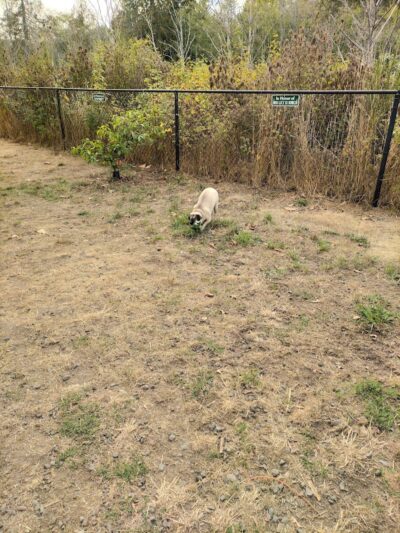 Silverdale Dog Park - Silverdale, WA