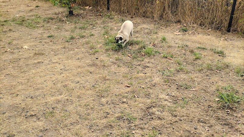 Silverdale Dog Park - Silverdale, WA