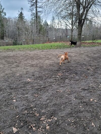 Silverdale Dog Park - Silverdale, WA