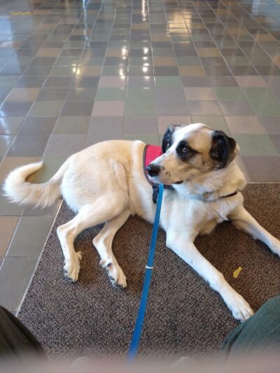 Silverdale Dog Park - Silverdale, WA