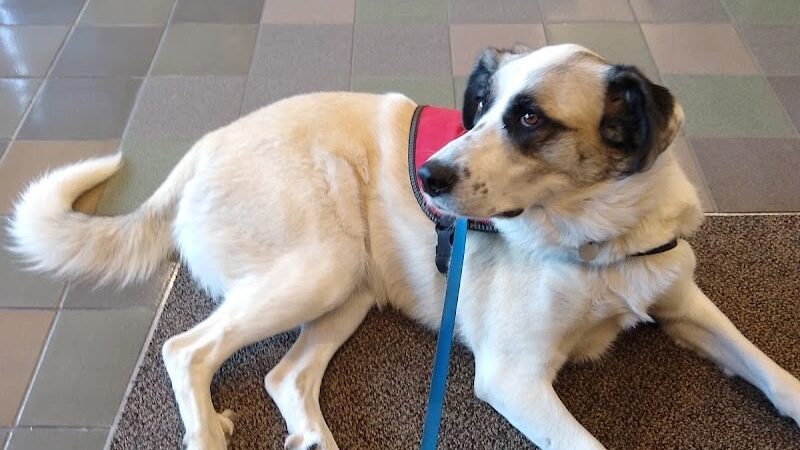 Silverdale Dog Park - Silverdale, WA