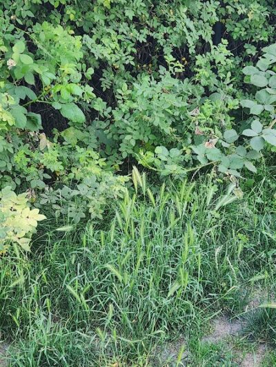 Silverdale Dog Park - Silverdale, WA