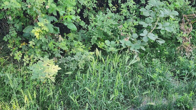 Silverdale Dog Park - Silverdale, WA