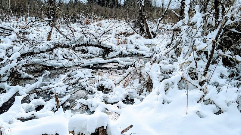 Silverdale Dog Park - Silverdale, WA