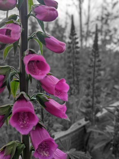 Silverdale Dog Park - Silverdale, WA