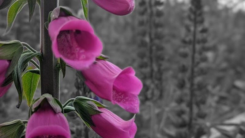 Silverdale Dog Park - Silverdale, WA