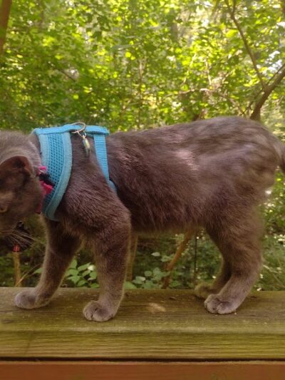 Phipps Prairie Park - Silvis, IL