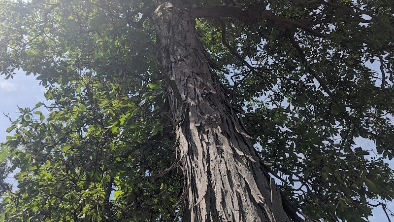 Schadt Park - Silvis, IL