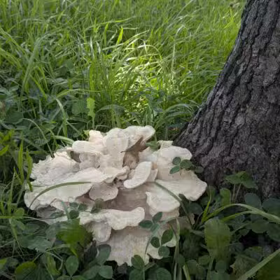 Schadt Park - Silvis, IL
