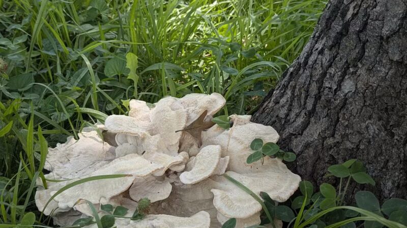 Schadt Park - Silvis, IL