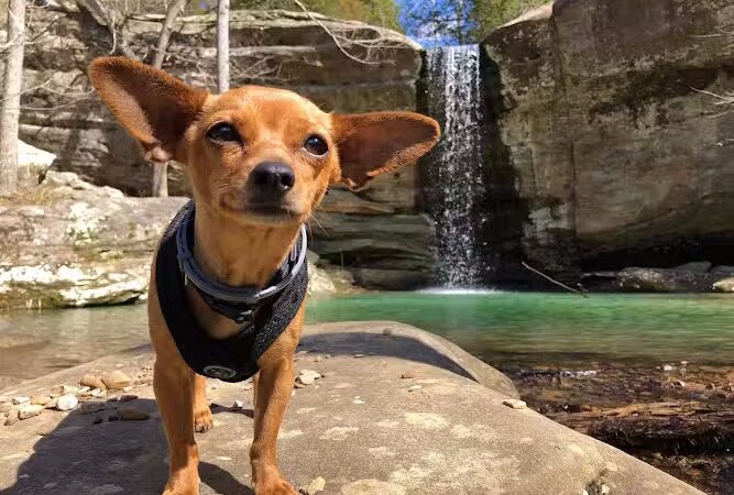 Jackson Falls - Simpson, IL